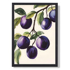 Plums Illustration No 1 Kitchen Art Print print in Black Wooden Frame