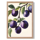 Plums Illustration No 1 Kitchen Art Print Wall Art Print