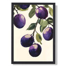 Plums Illustration No 2 Kitchen Art Print print in Black Wooden Frame