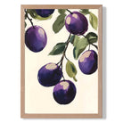 Plums Illustration No 2 Kitchen Art Print Wall Art Print