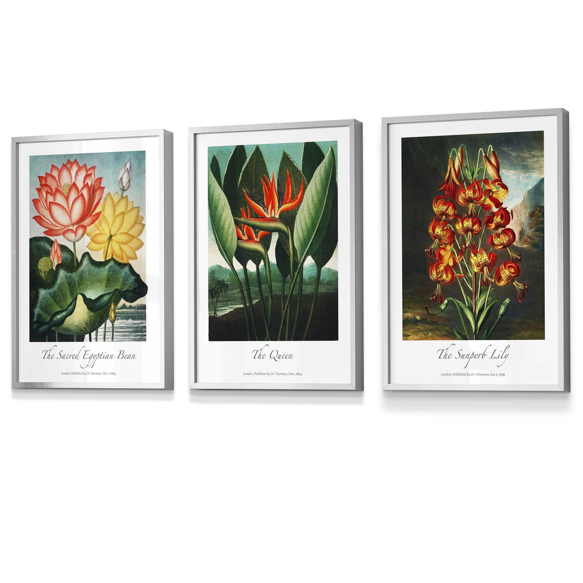 Set of 3 Vintage Tropical Flowers Botanical Wall Art / Temple of Flora / Framed Prints / Posters / 420