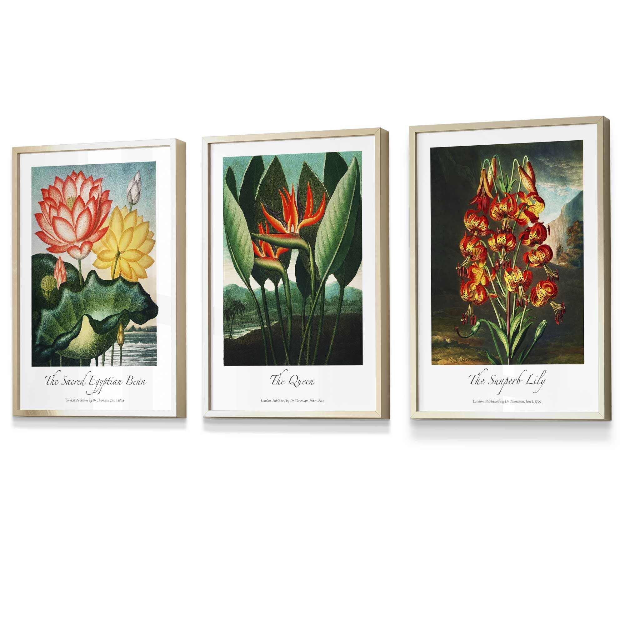 Set of 3 Vintage Tropical Flowers Botanical Wall Art / Temple of Flora / Framed Prints / Posters / 420