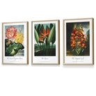 Set of 3 Vintage Tropical Flowers Botanical Wall Art / Temple of Flora / Framed Prints / Posters / 420