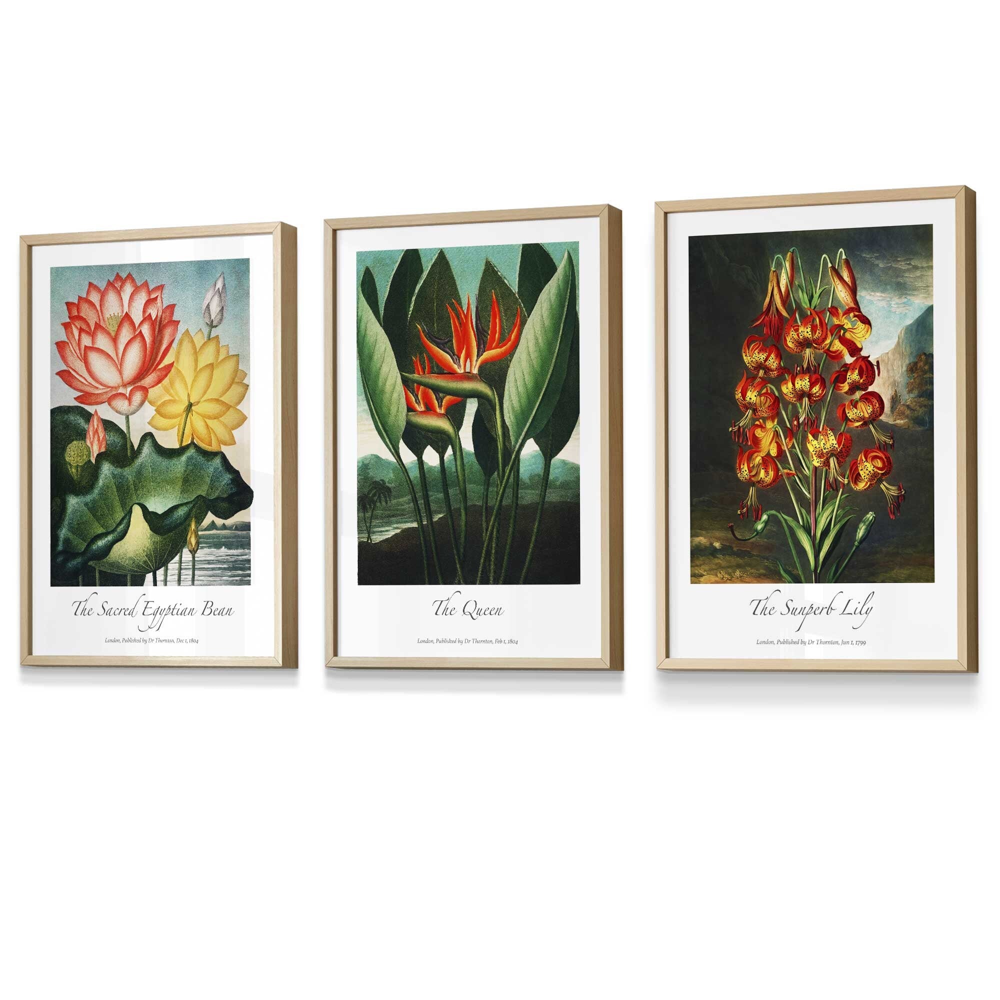 Set of 3 Vintage Tropical Flowers Botanical Wall Art / Temple of Flora / Framed Prints / Posters / 420
