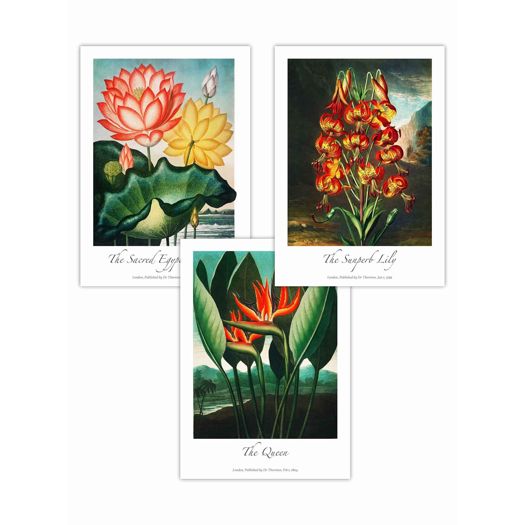 Set of 3 Vintage Tropical Flowers Botanical Wall Art / Temple of Flora / Framed Prints / Posters / 420