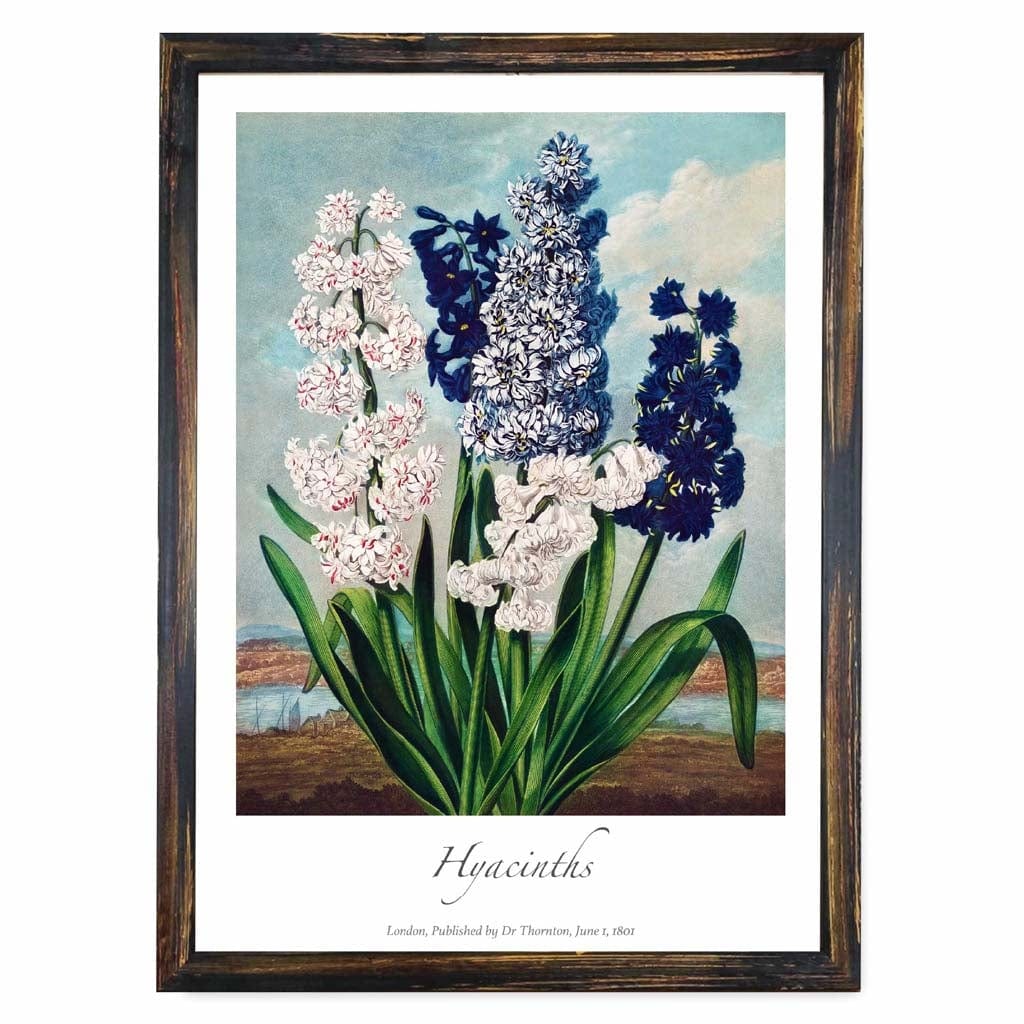 Vintage Hyacinths No 1 Art Poster
