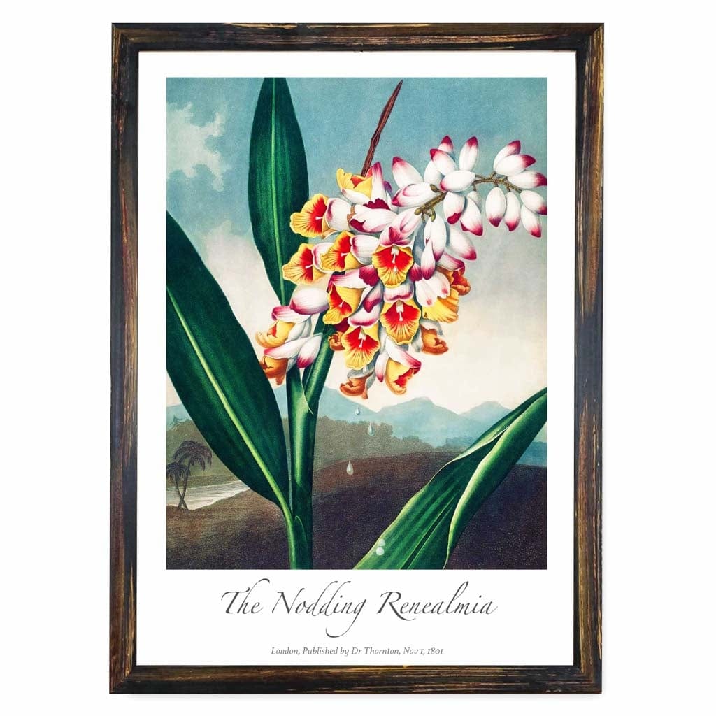 Vintage The Nodding Renealmia Art Poster