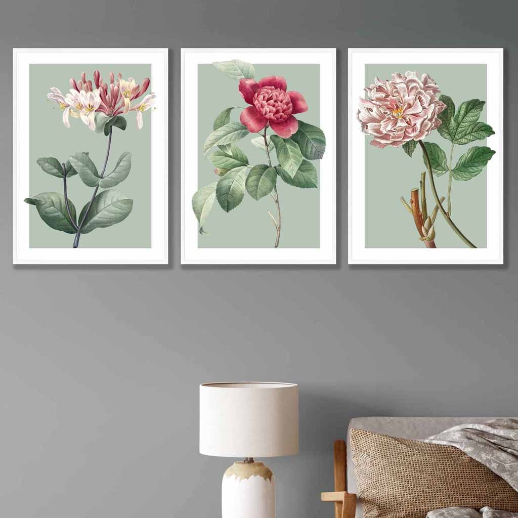 Vintage Flowers Honeysuckle, Peony Set of 3 Wall Art Prints