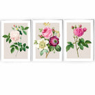 Vintage Pink and White Roses Set of 3 Wall Art Prints