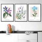Vintage Graphical Colourful Wild Flowers Set of 3 Wall Art Prints