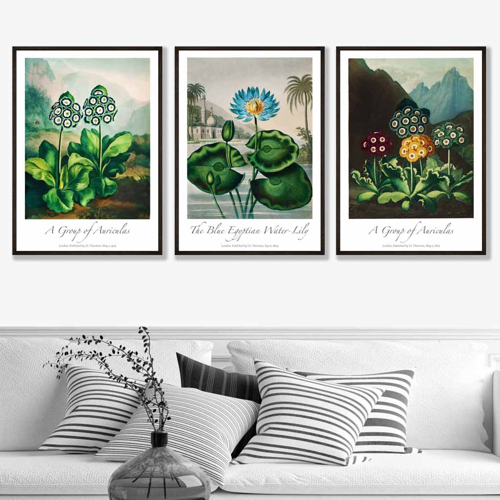 Vintage Auricula and Lily Flowers Floral Set of 3 Wall Art Prints