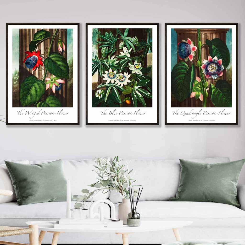 Vintage Passion Flowers Floral Set of 3 Wall Art Prints