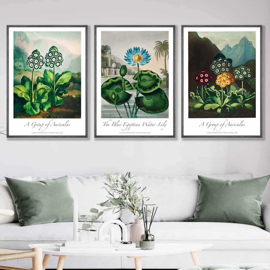Vintage Auricula and Lily Flowers Floral Set of 3 Wall Art Prints