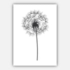 DANDELIONS Set of 3 Gallery Wall Sketch Art Prints