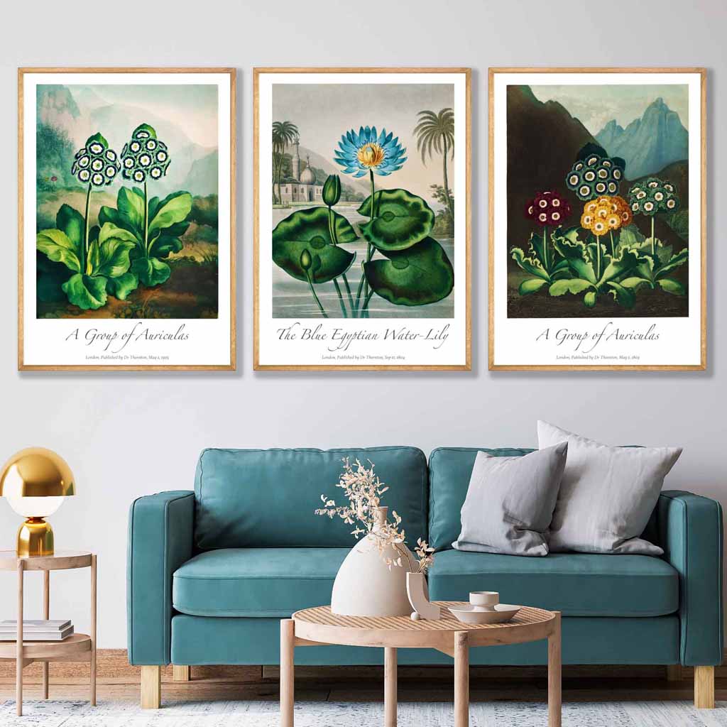 Vintage Auricula and Lily Flowers Floral Set of 3 Wall Art Prints