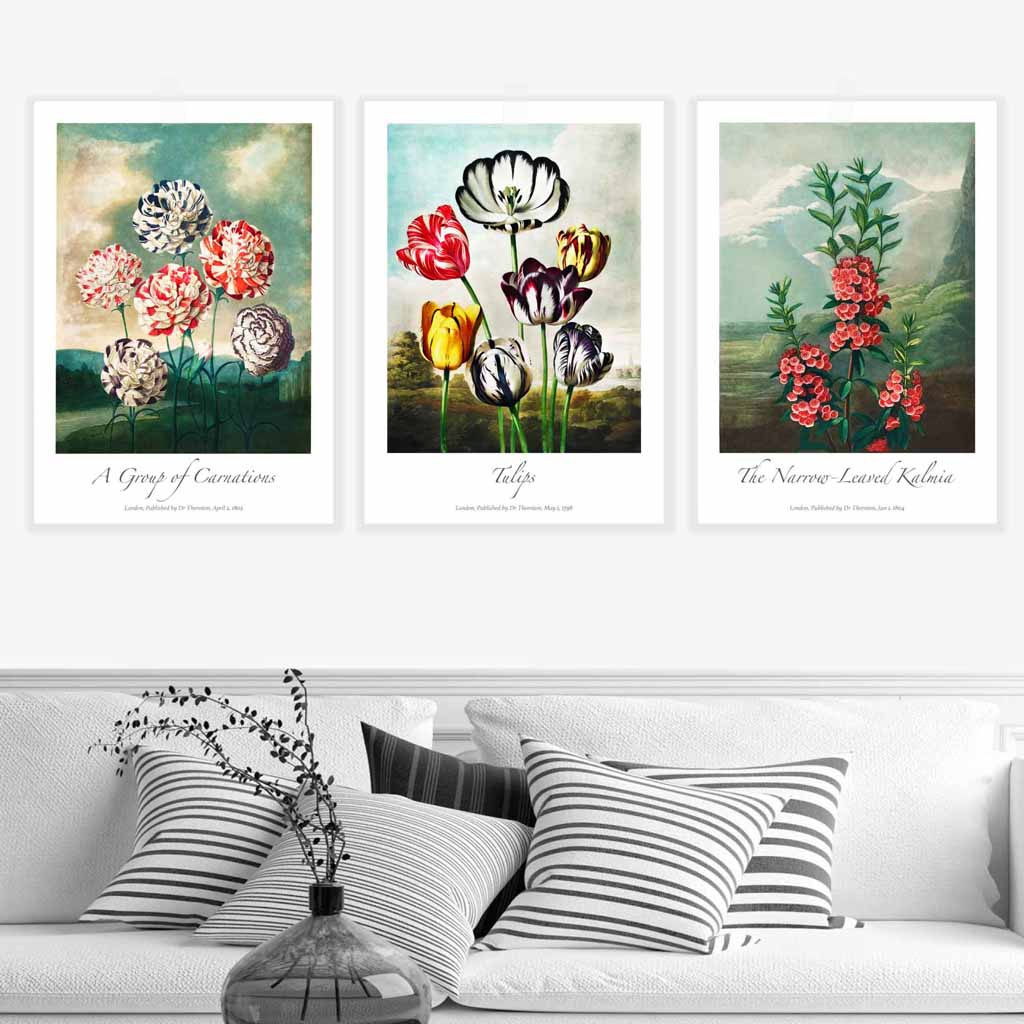 Vintage Botanical Cottage Garden Flowers Carnations Set of 3 Wall Art Prints
