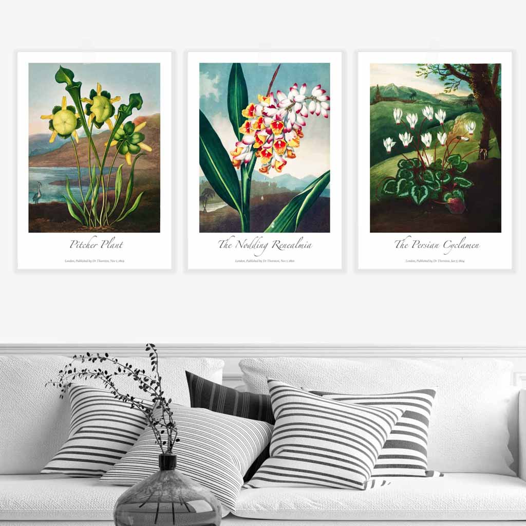 Vintage Botanical Medicinal Flowers Set of 3 Wall Art Prints