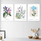 Vintage Graphical Colourful Wild Flowers Set of 3 Wall Art Prints