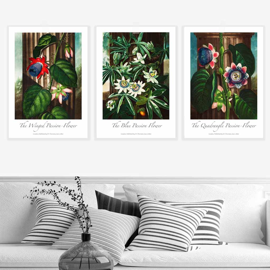 Vintage Passion Flowers Floral Set of 3 Wall Art Prints