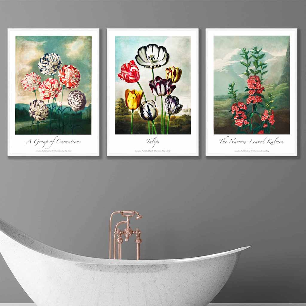 Vintage Botanical Cottage Garden Flowers Carnations Set of 3 Wall Art Prints