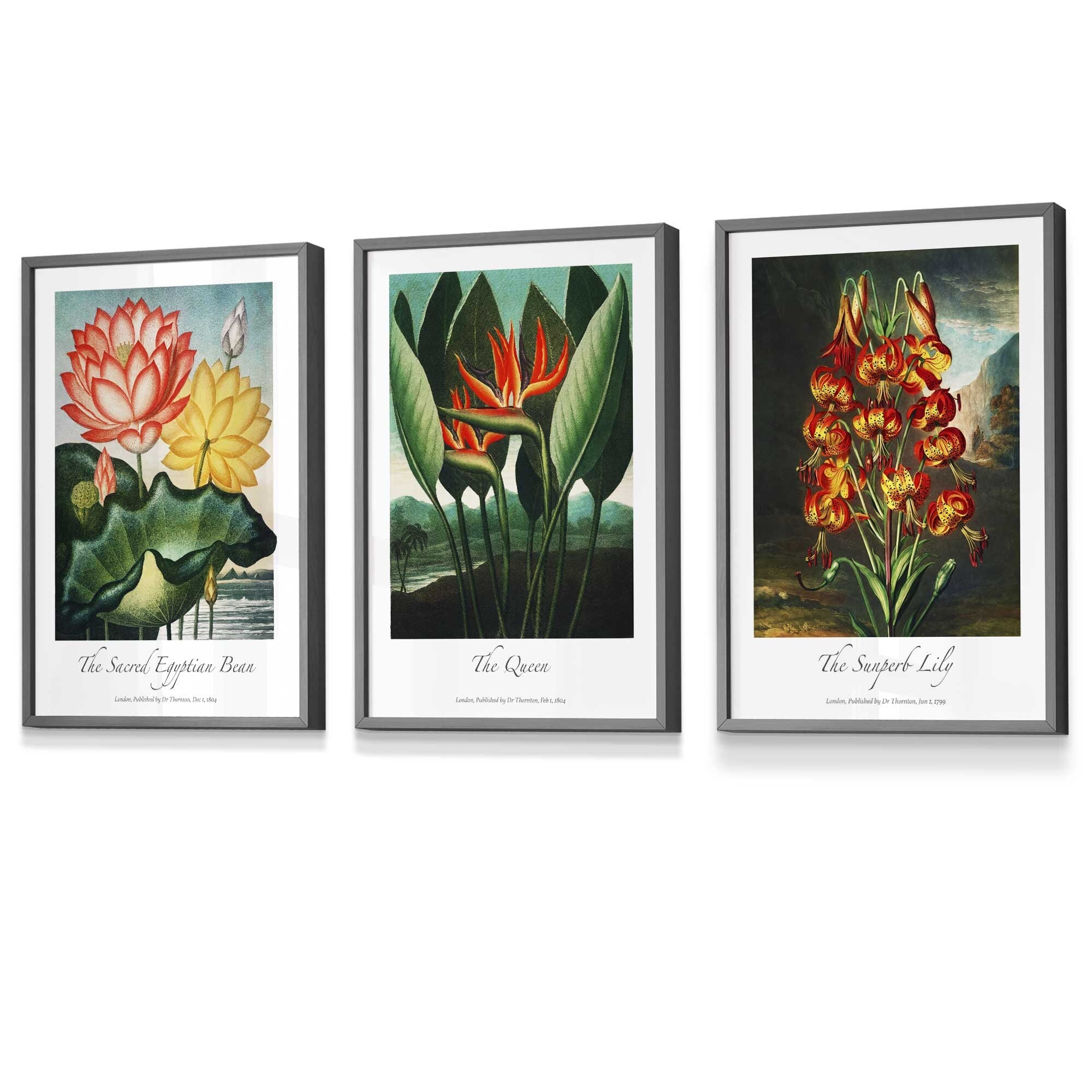 Set of 3 Vintage Tropical Flowers Botanical Wall Art / Temple of Flora / Framed Prints / Posters / 420