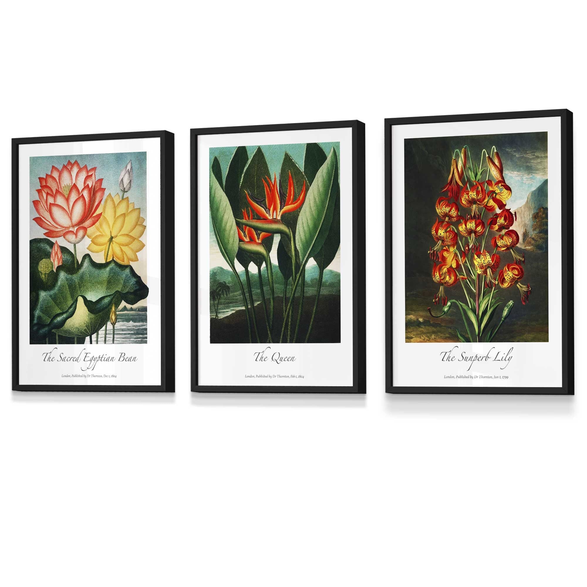 Set of 3 Vintage Tropical Flowers Botanical Wall Art / Temple of Flora / Framed Prints / Posters / 420