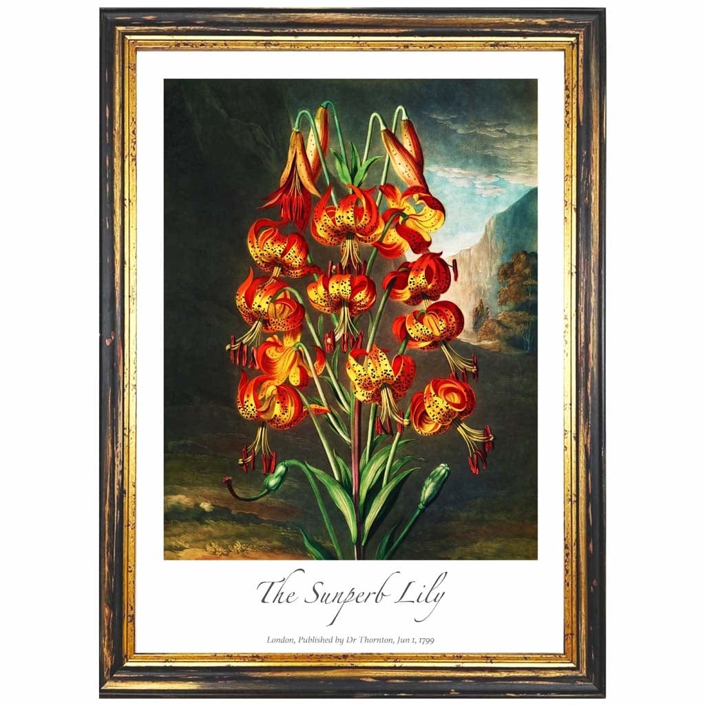 Vintage The Superb Lily Art Poster