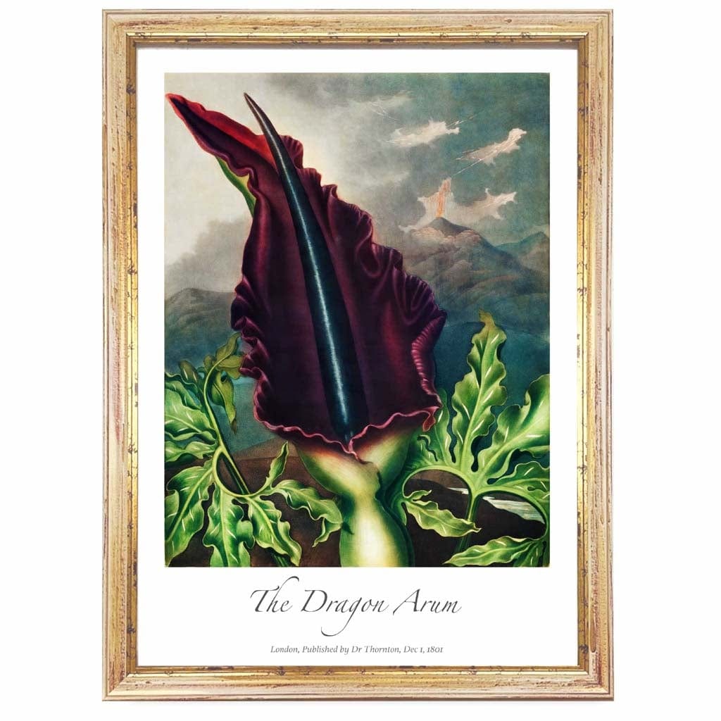 Vintage The Dragon Arum Art Poster