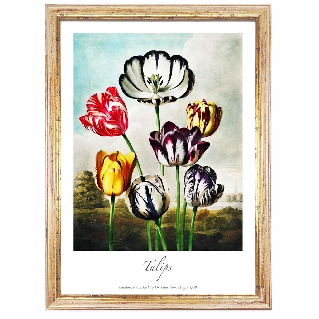 Vintage Tulips Art Poster