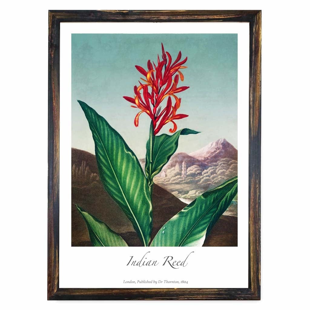 Vintage The Indian Reed Art Poster