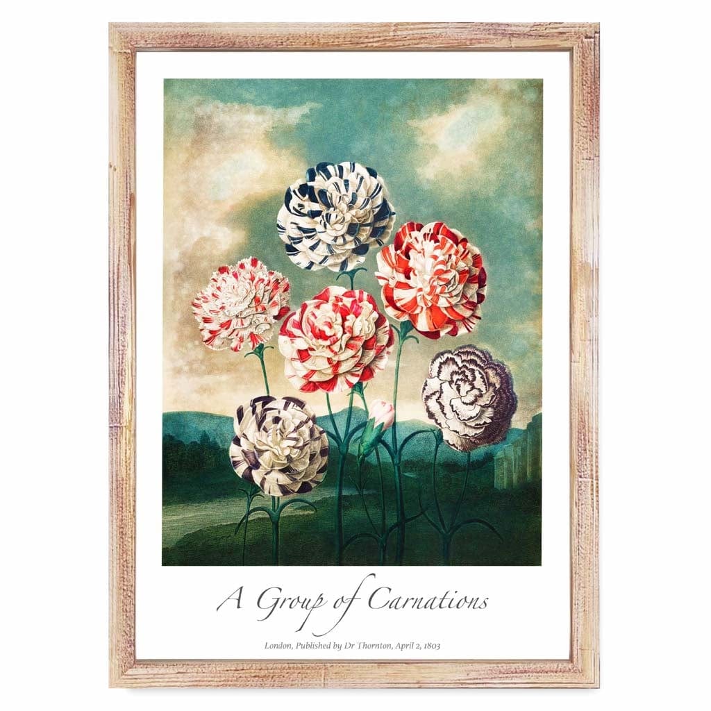 Vintage Carnations  Art Poster
