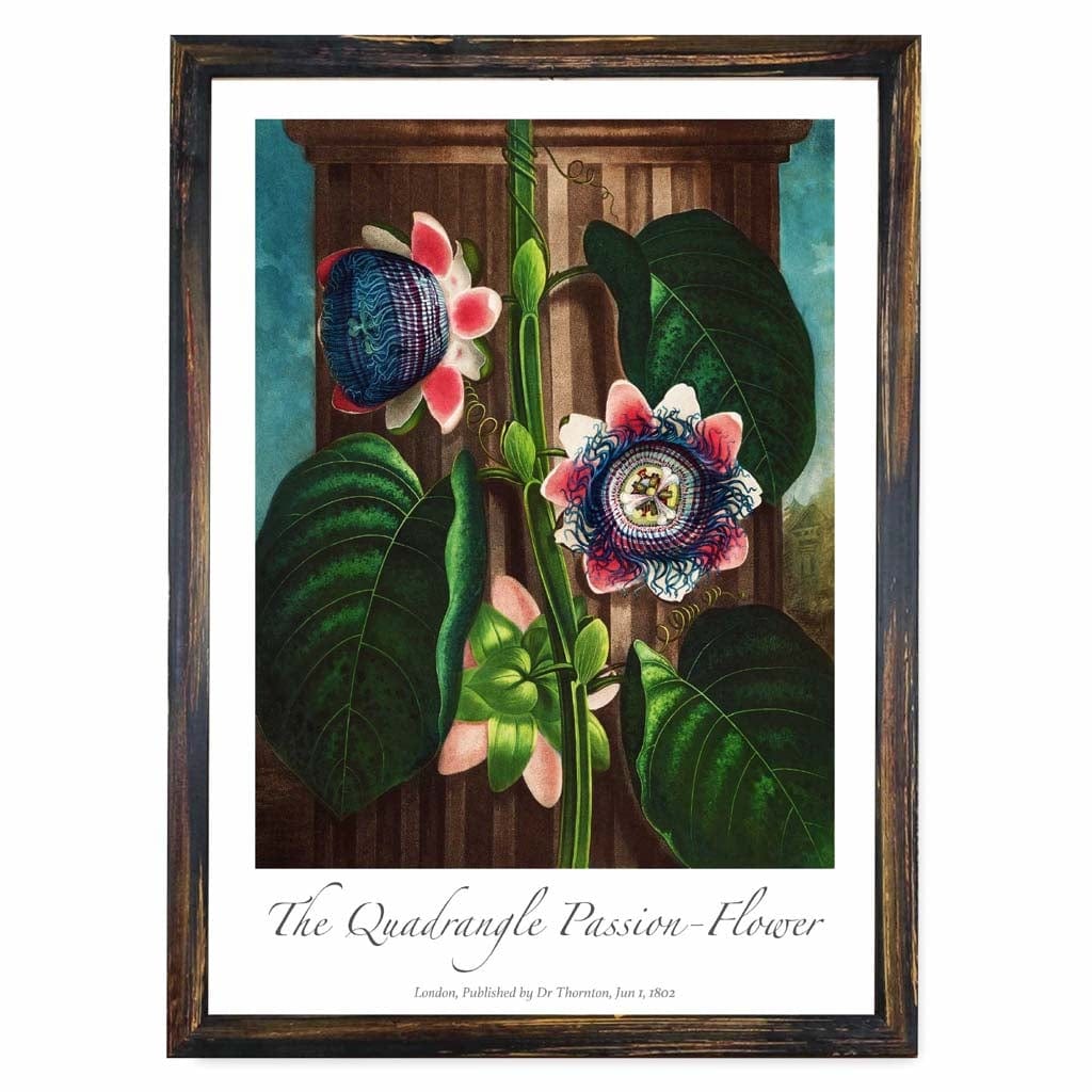 Vintage The Quadrangle Passion Flower Art Poster