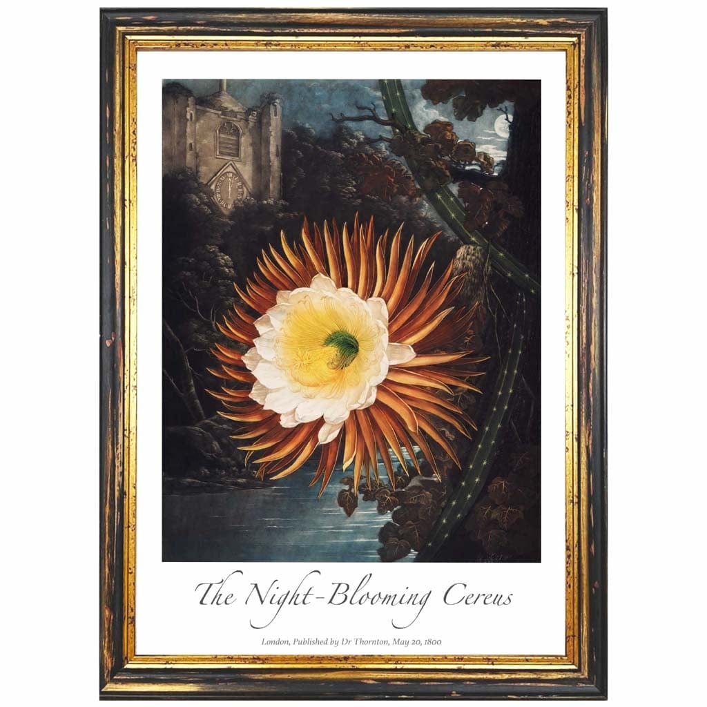 Vintage The Night Blooming Cereus Art Poster