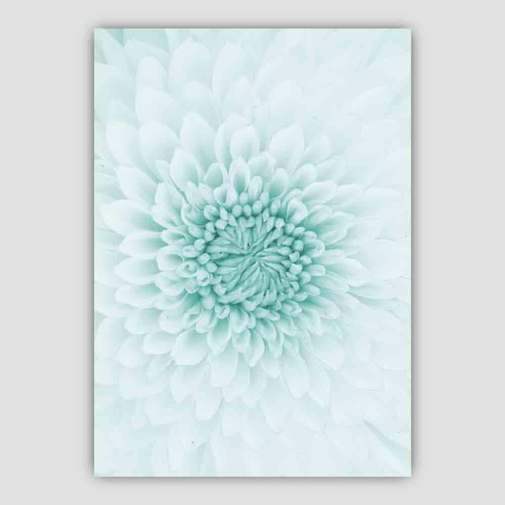 Chrysanthemum Macro Photo in Aqua Print