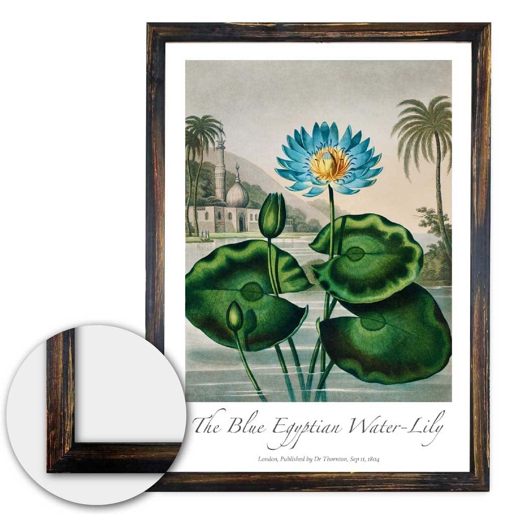 Vintage The Blue Egyptian Water-Lily Art Poster