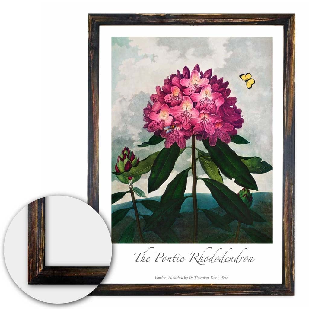 Vintage The Pontic Rhododendron Art Poster