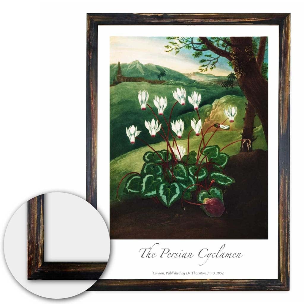 Vintage The Persian Cyclamen Art Poster