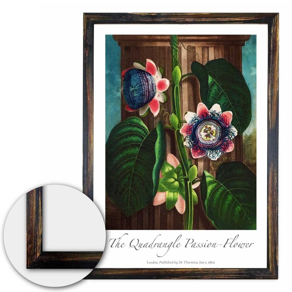 Vintage The Quadrangle Passion Flower Art Poster