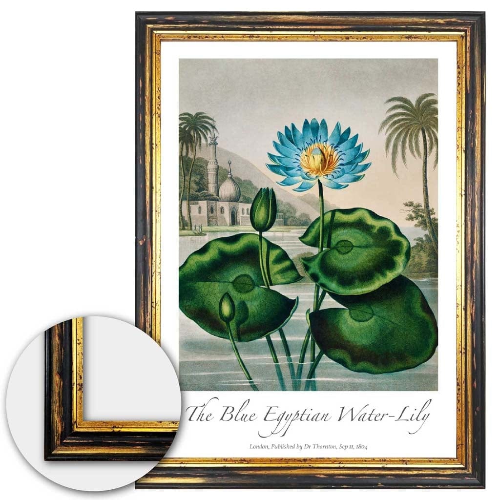 Vintage The Blue Egyptian Water-Lily Art Poster