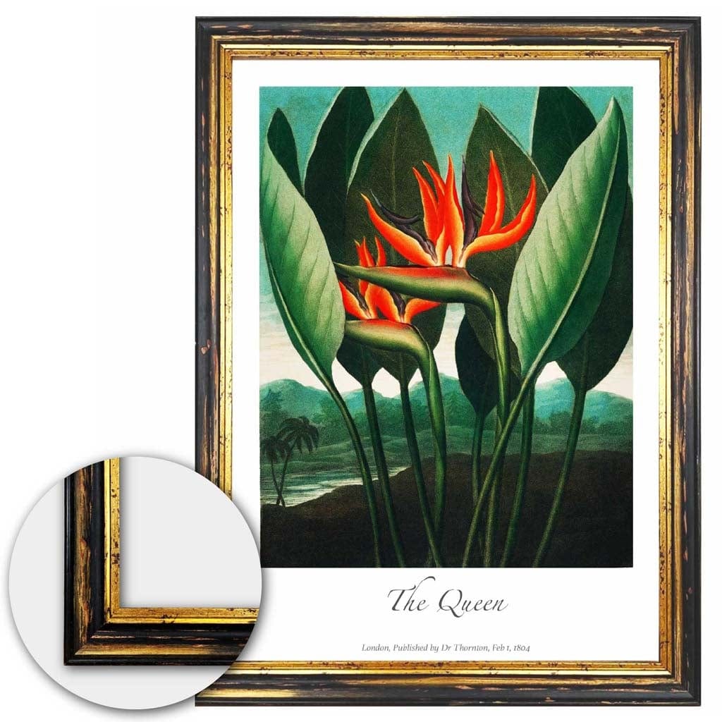 Vintage The Queen Plant Art Poster