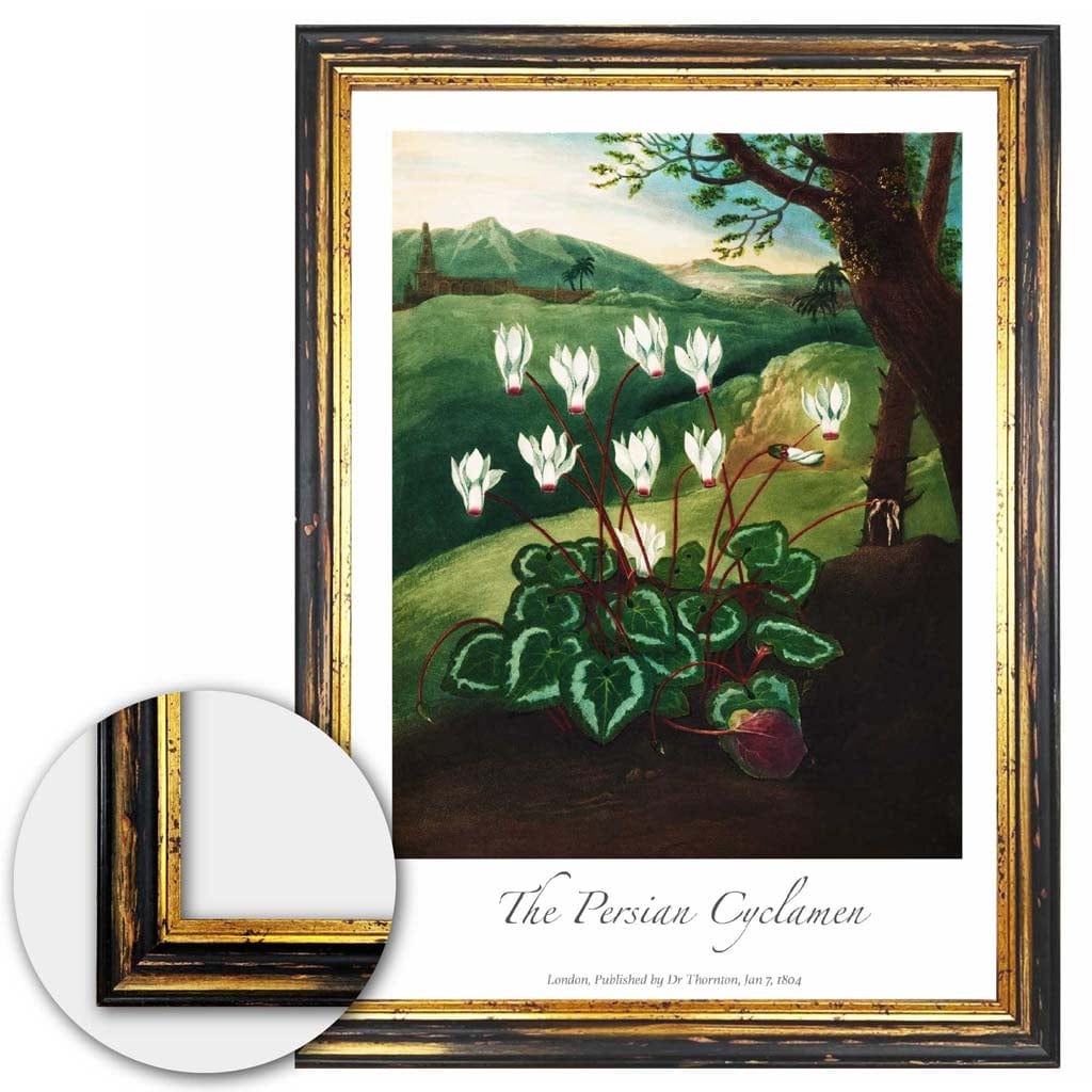 Vintage The Persian Cyclamen Art Poster