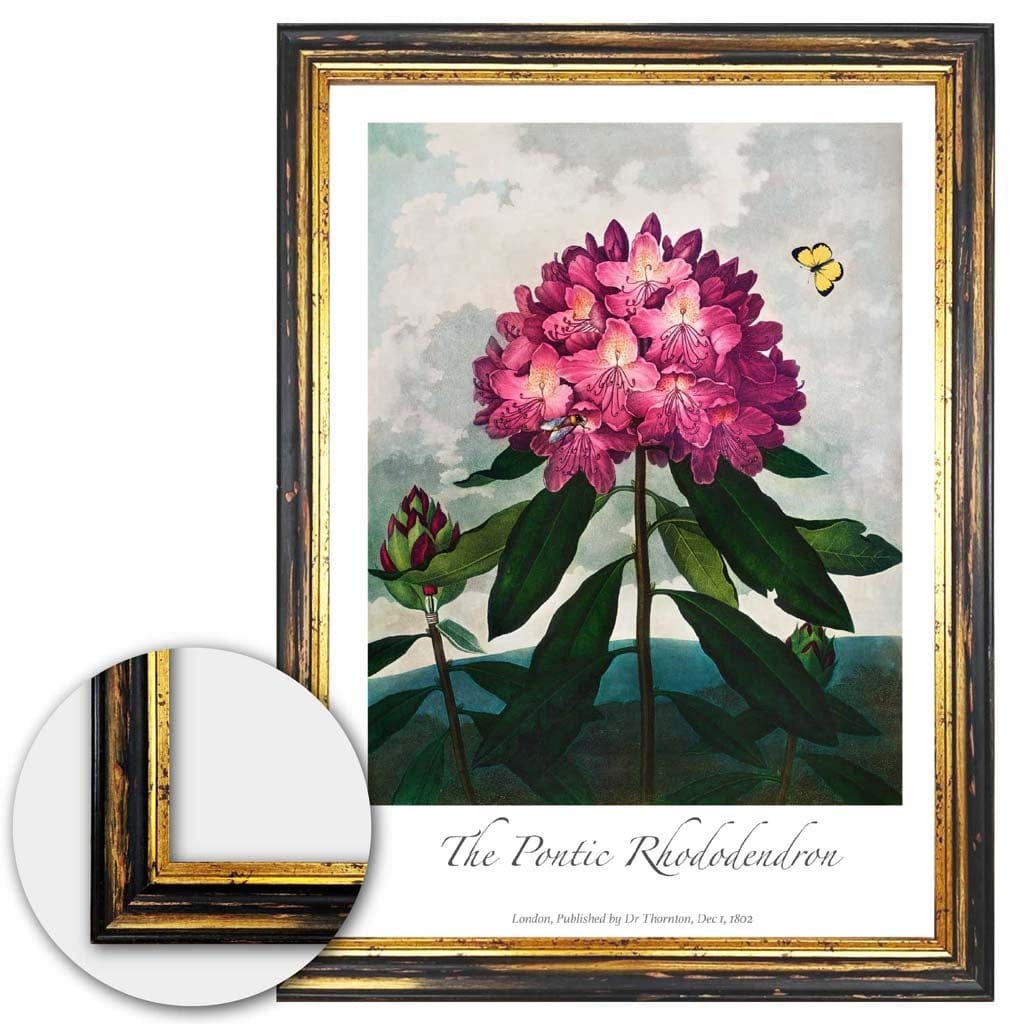 Vintage The Pontic Rhododendron Art Poster