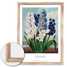 Vintage Hyacinths No 1 Art Poster