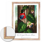 Vintage The Winged Passion Flower Art Poster