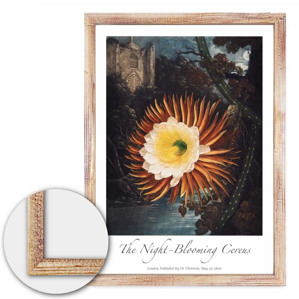 Vintage The Night Blooming Cereus Art Poster