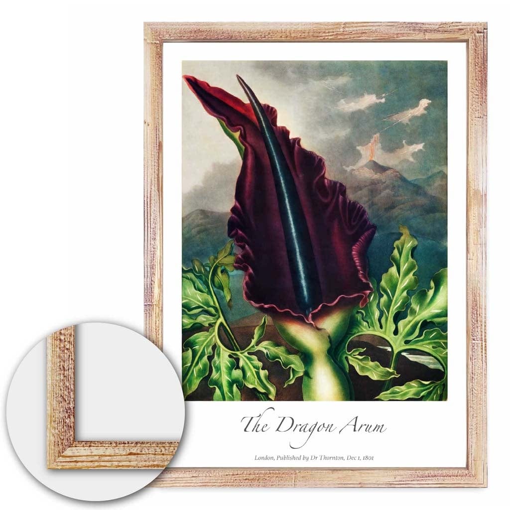 Vintage The Dragon Arum Art Poster