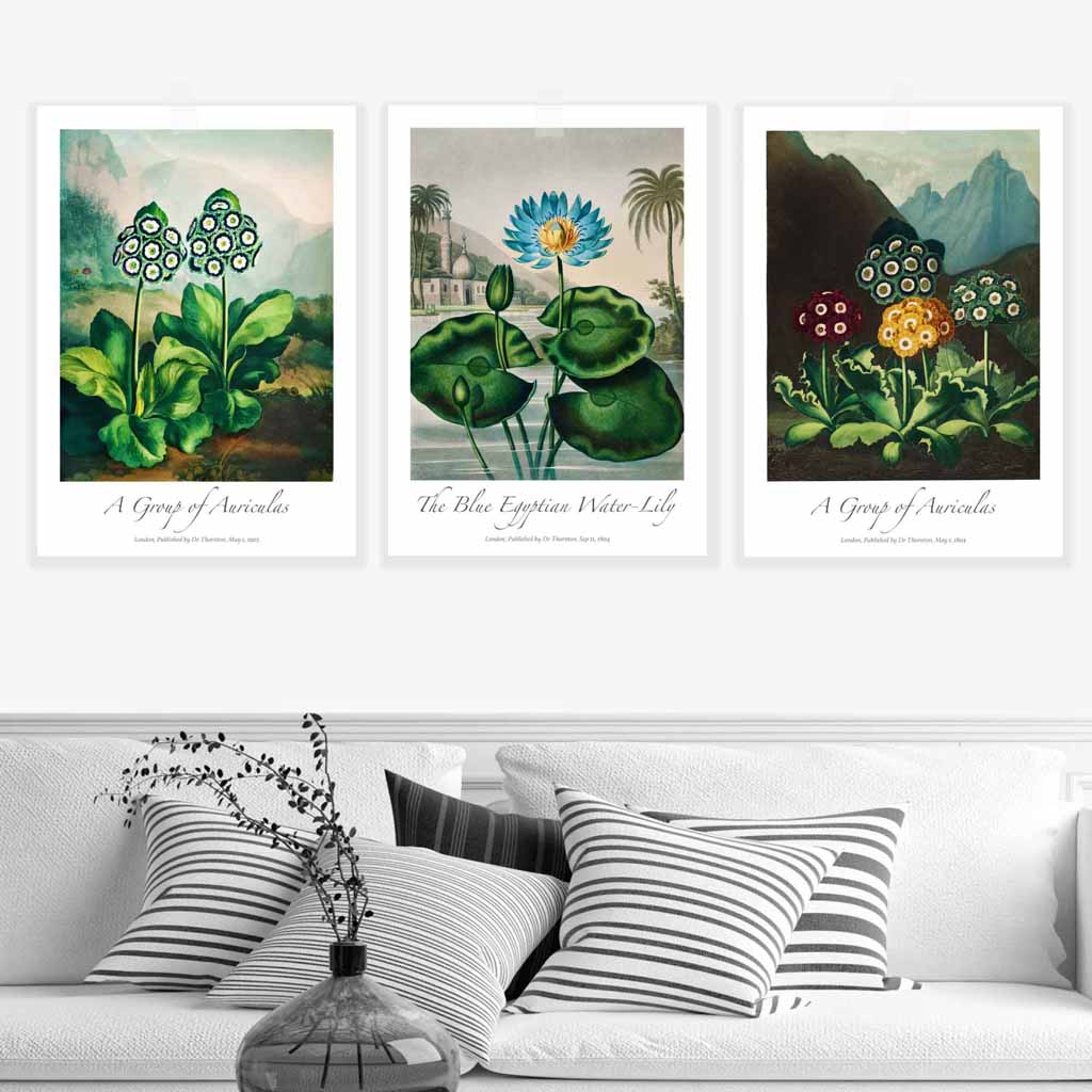 Vintage Auricula and Lily Flowers Floral Set of 3 Wall Art Prints
