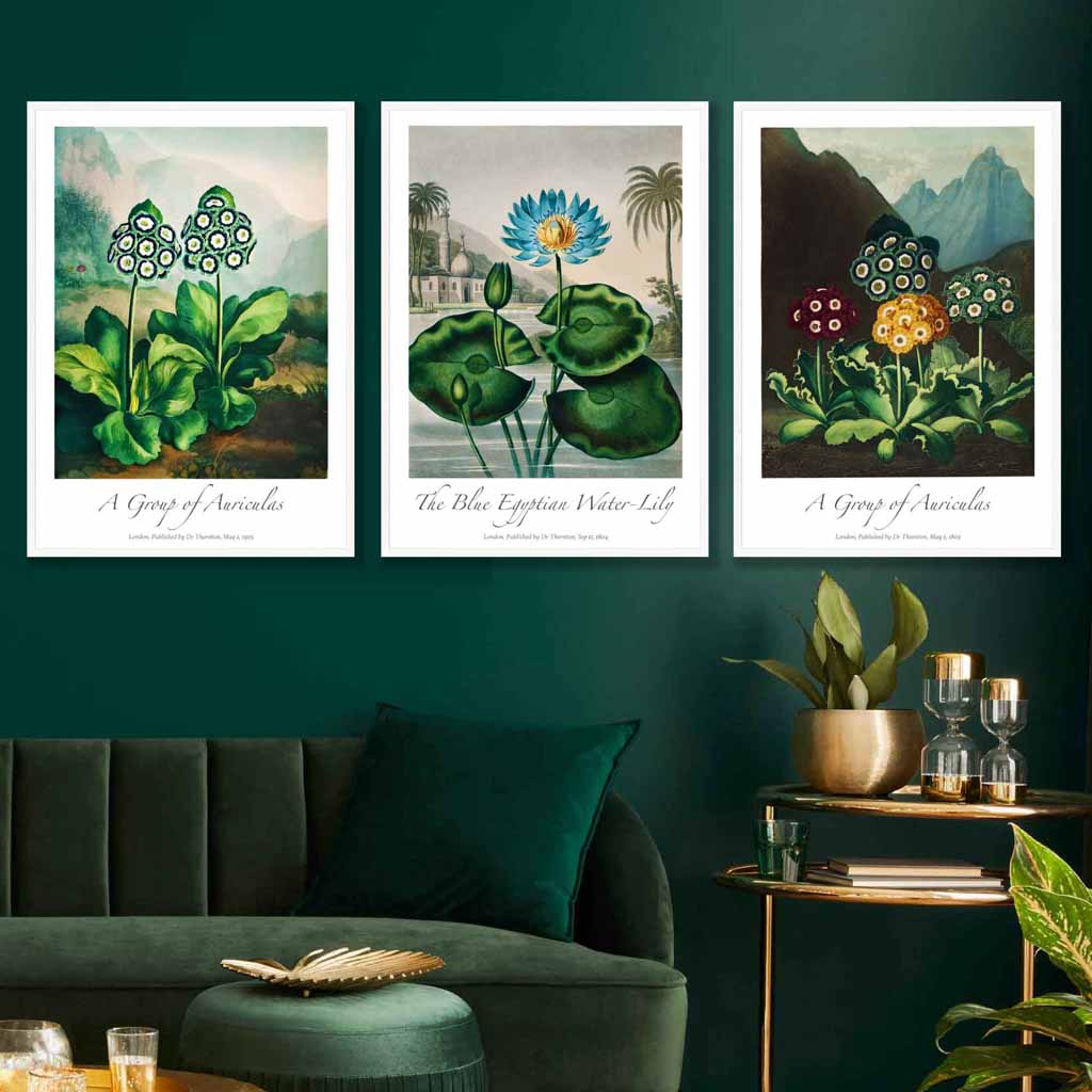 Vintage Auricula and Lily Flowers Floral Set of 3 Wall Art Prints
